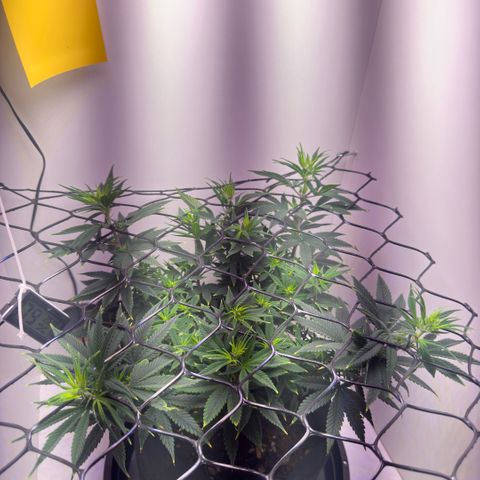 Amnesia Haze growlog timeline photo