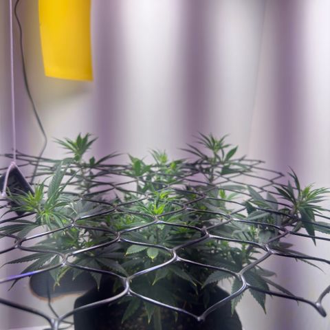 Amnesia Haze growlog timeline photo