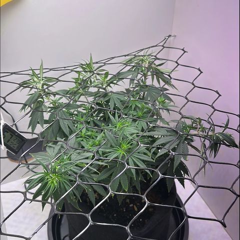 Amnesia Haze growlog photo: 4º dia 12/12