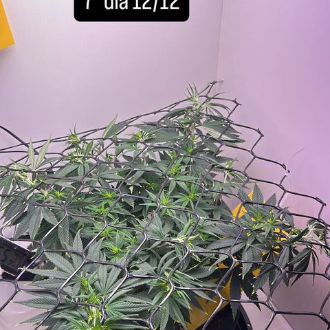 Amnesia Haze growlog timeline photo