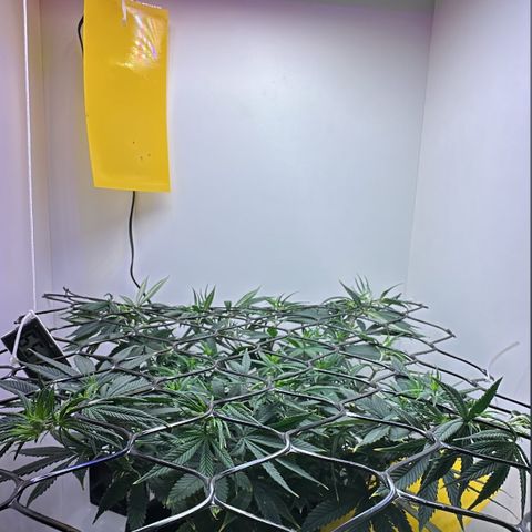 Amnesia Haze growlog timeline photo