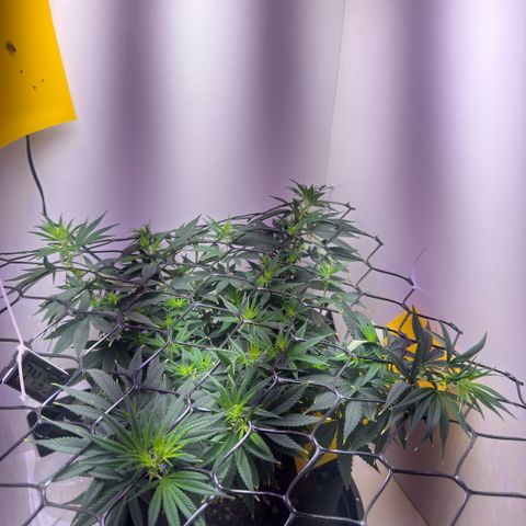Amnesia Haze growlog photo: 8ª dia de 12/12. Sempre ajustando a altura.