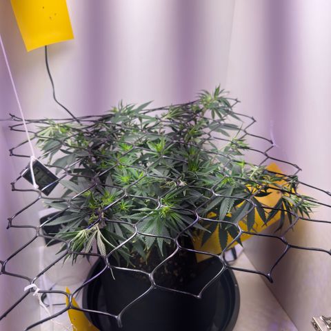 Amnesia Haze growlog photo: 8ª dia de 12/12. Sempre ajustando a altura.