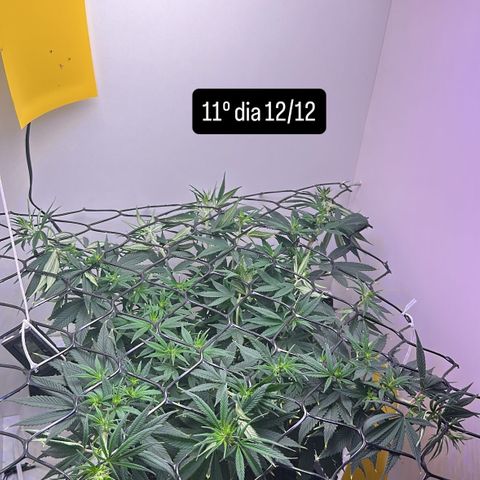 Amnesia Haze growlog timeline photo