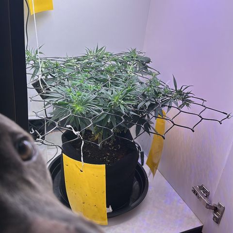 Amnesia Haze growlog timeline photo