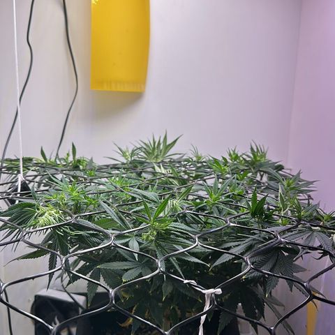 Amnesia Haze growlog timeline photo