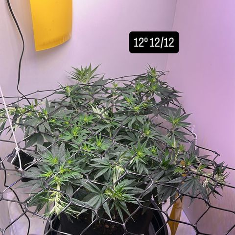 Amnesia Haze growlog timeline photo