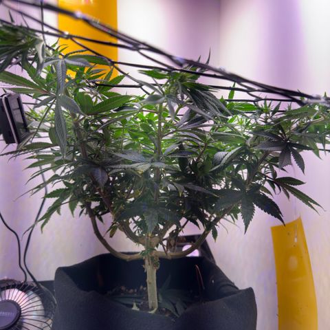 Amnesia Haze growlog timeline photo