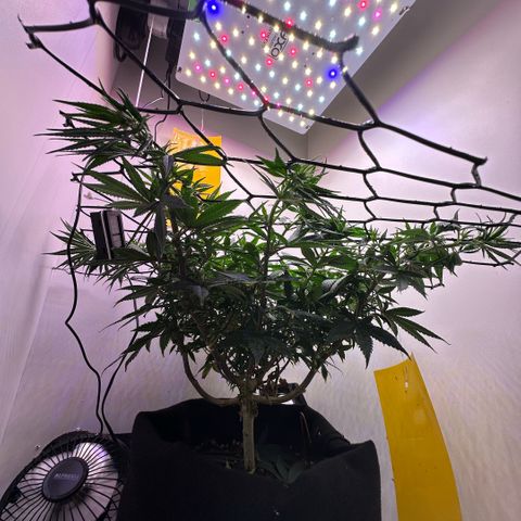 Amnesia Haze growlog timeline photo
