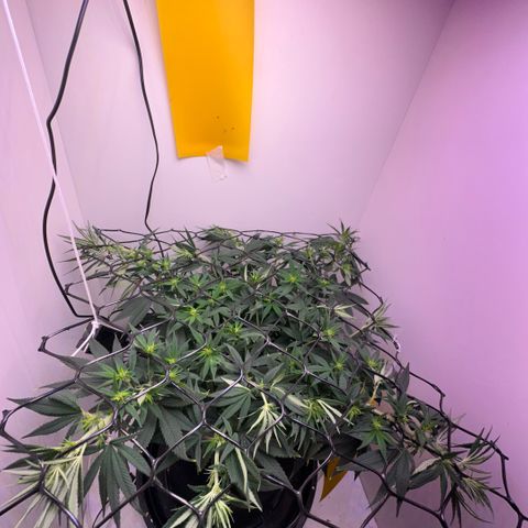 Amnesia Haze growlog timeline photo