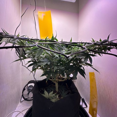 Amnesia Haze growlog timeline photo