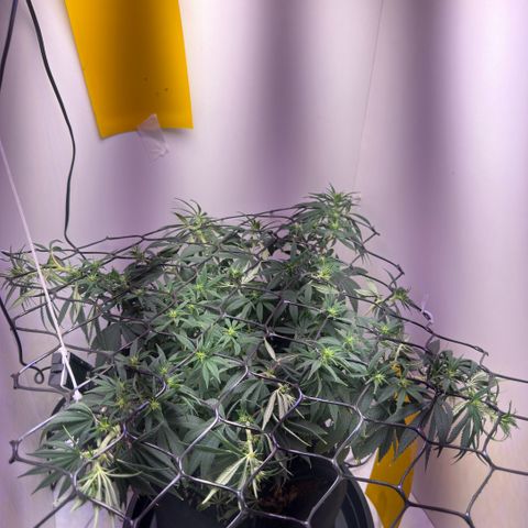 Amnesia Haze growlog photo: 16º dia de 12/12