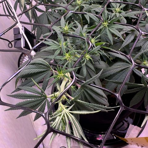 Amnesia Haze growlog photo: 16º dia de 12/12