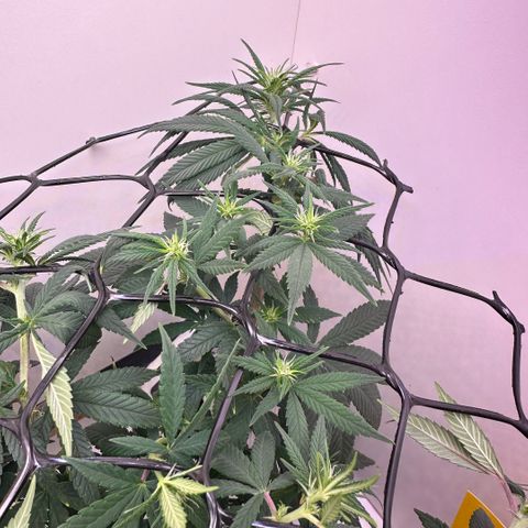 Amnesia Haze growlog photo: 16º dia de 12/12