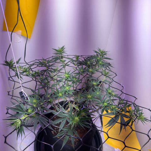 Amnesia Haze growlog timeline photo