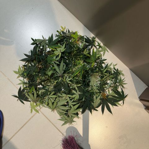 Amnesia Haze growlog timeline photo