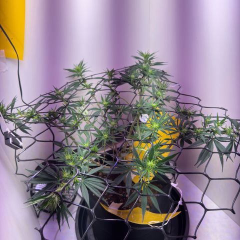 Amnesia Haze growlog timeline photo