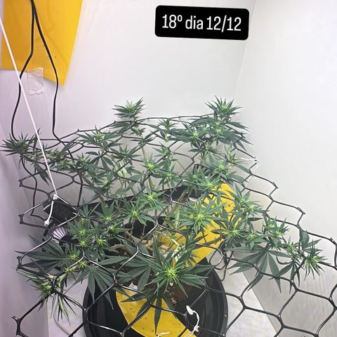 Amnesia Haze growlog timeline photo