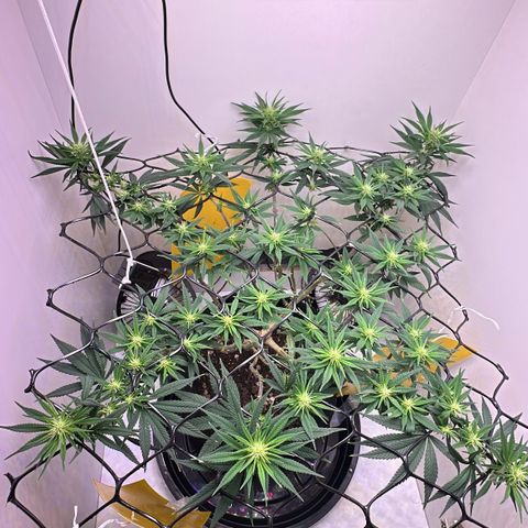 Amnesia Haze growlog timeline photo