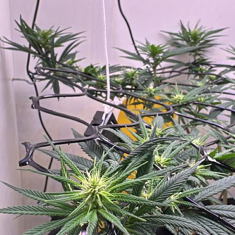 Amnesia Haze growlog timeline photo