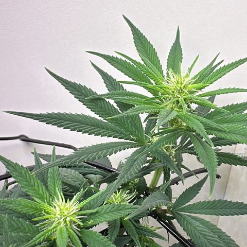 Amnesia Haze growlog timeline photo