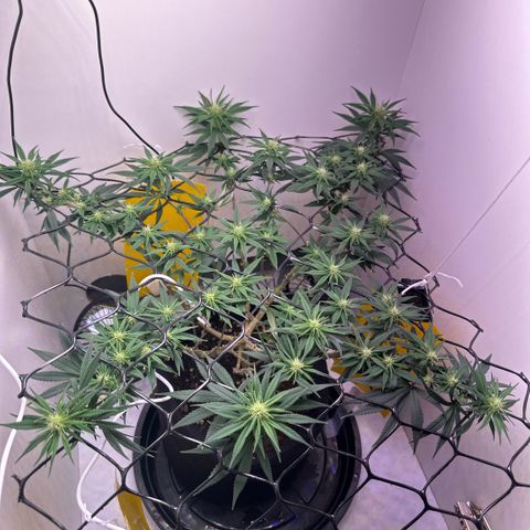 Amnesia Haze growlog timeline photo
