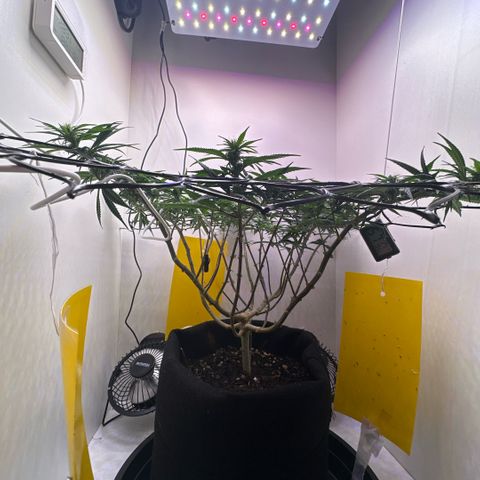 Amnesia Haze growlog timeline photo