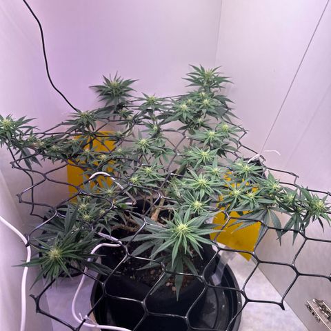 Amnesia Haze growlog timeline photo