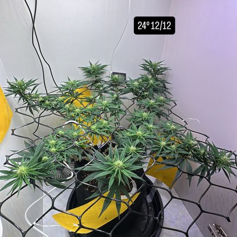 Amnesia Haze growlog timeline photo