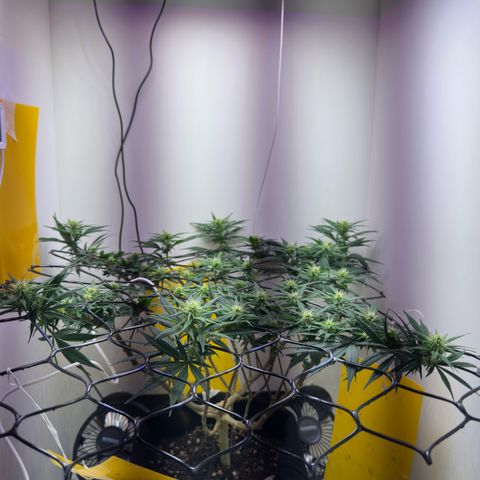 Amnesia Haze growlog timeline photo