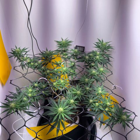 Amnesia Haze growlog timeline photo