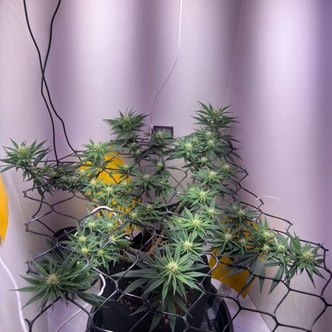 Amnesia Haze growlog timeline photo