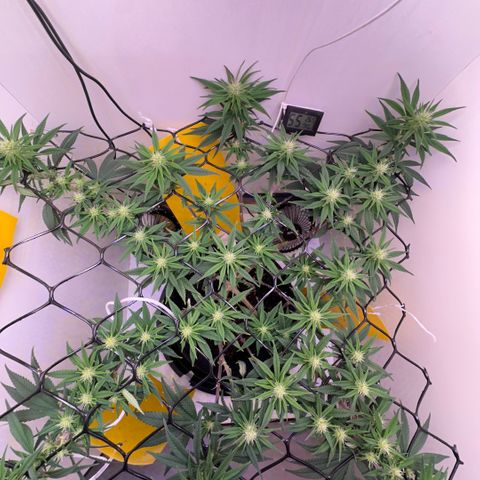 Amnesia Haze growlog timeline photo
