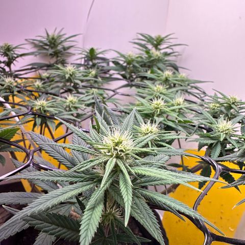 Amnesia Haze growlog timeline photo