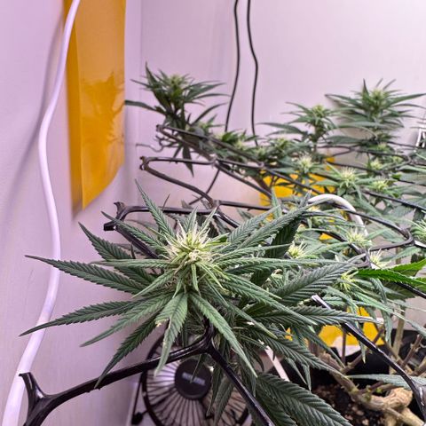 Amnesia Haze growlog timeline photo