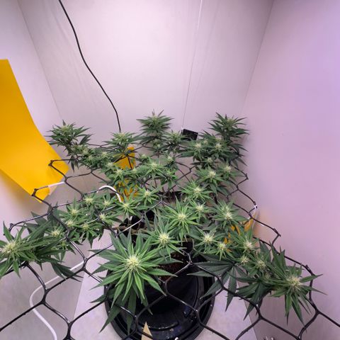 Amnesia Haze growlog timeline photo