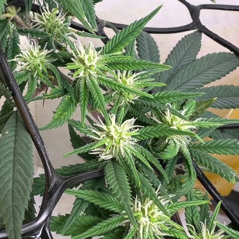 Amnesia Haze growlog timeline photo