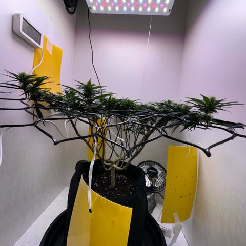 Amnesia Haze growlog timeline photo