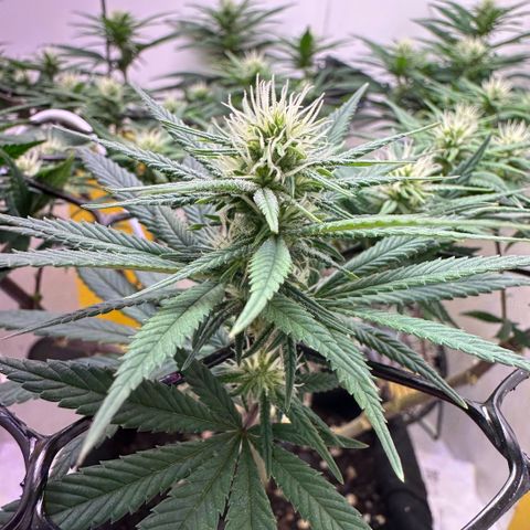 Amnesia Haze growlog timeline photo