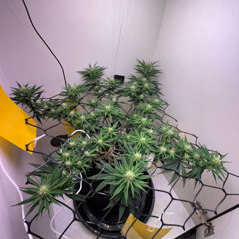 Amnesia Haze growlog timeline photo
