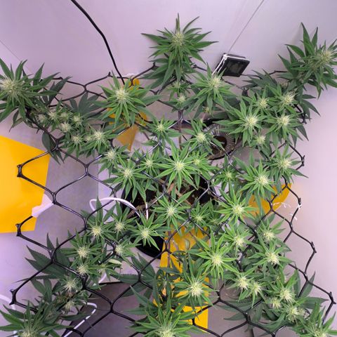 Amnesia Haze growlog timeline photo
