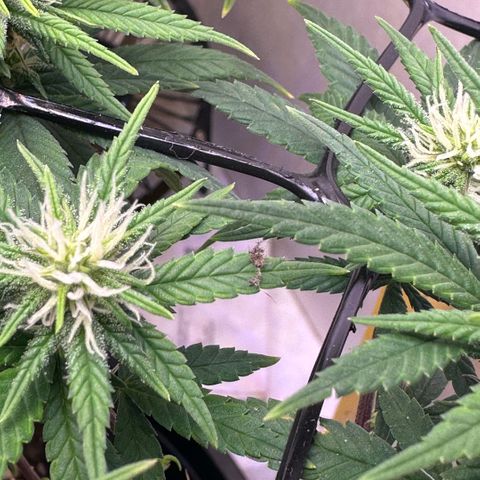 Amnesia Haze growlog timeline photo