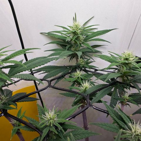 Amnesia Haze growlog timeline photo