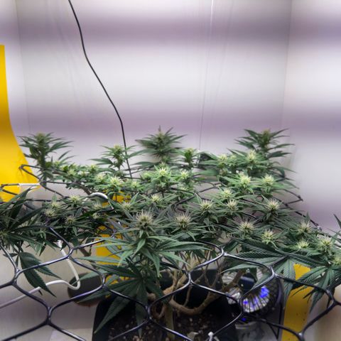 Amnesia Haze growlog timeline photo