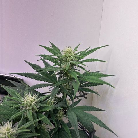 Amnesia Haze growlog timeline photo