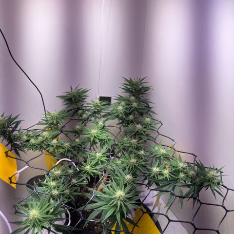 Amnesia Haze growlog timeline photo