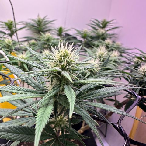 Amnesia Haze growlog timeline photo