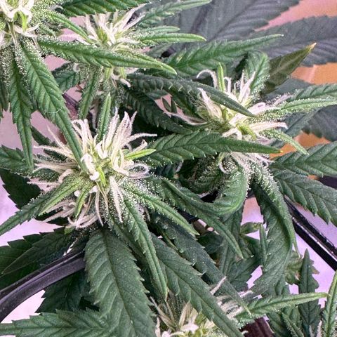 Amnesia Haze growlog timeline photo