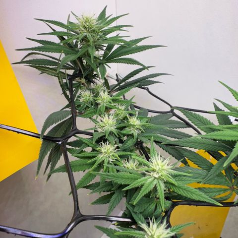 Amnesia Haze growlog timeline photo