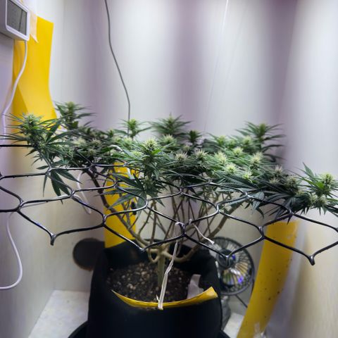 Amnesia Haze growlog timeline photo